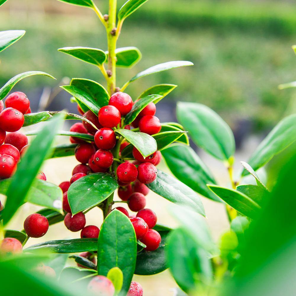 Evergreen Dwarf Burford Holly Shrub in 1 Gal. Grower's Pot THD00036