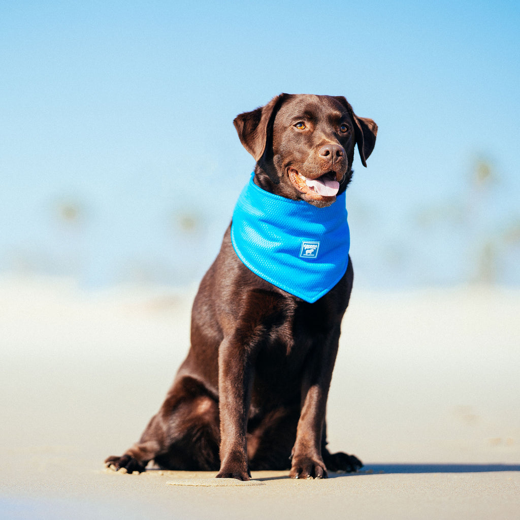 Canada Pooch Cooling Blue Dog Bandana