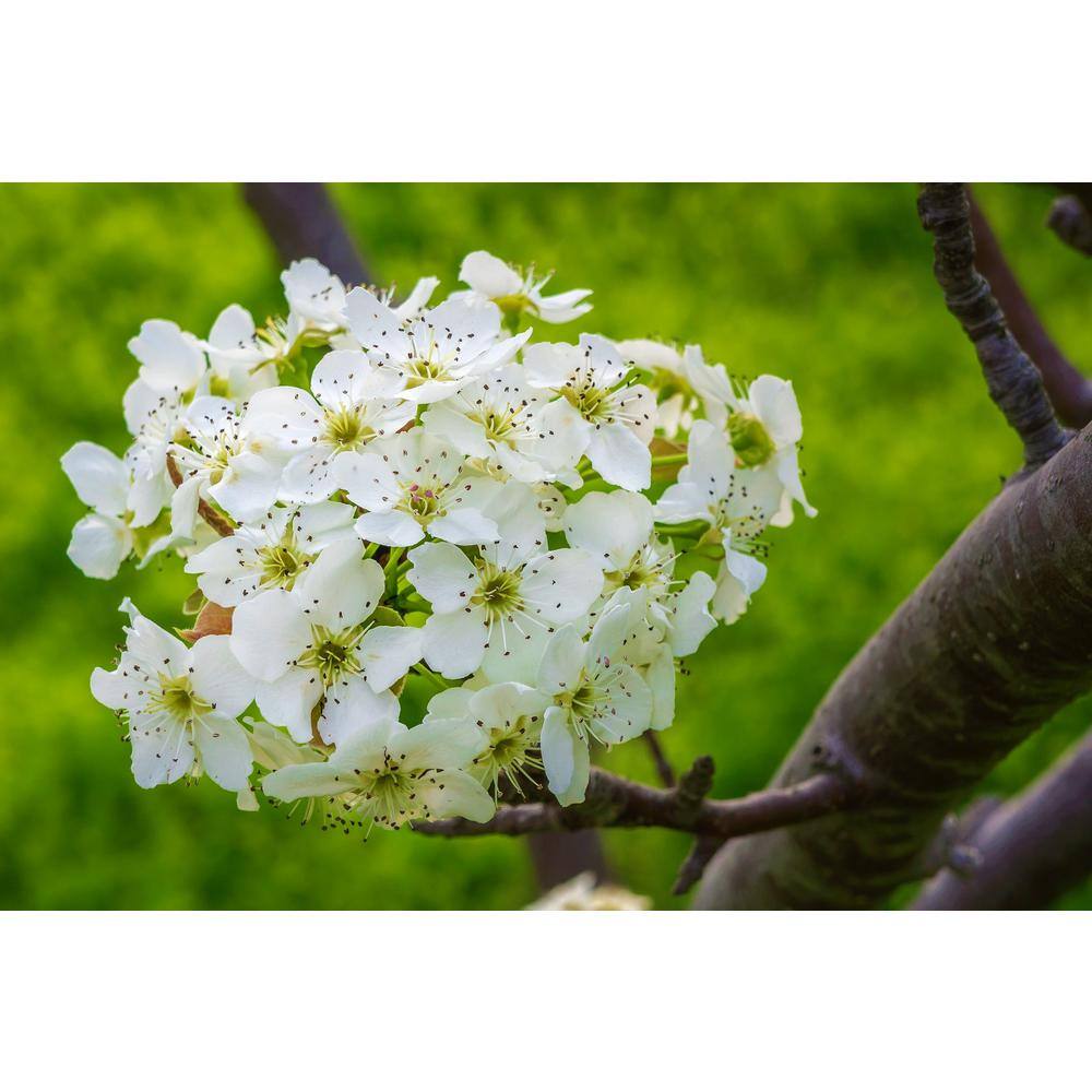 Online Orchards Redspire Flowering Pear Tree (Bare Root 3 t. to 4 ft. Tall) FLPR002