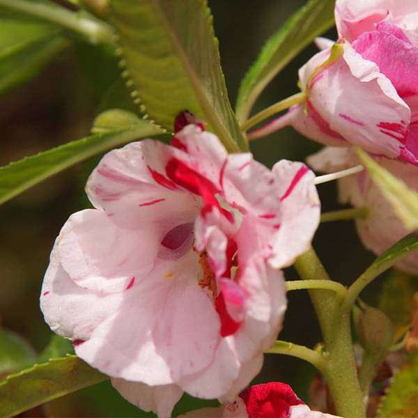 Balsam Single - Desi Flower Seeds