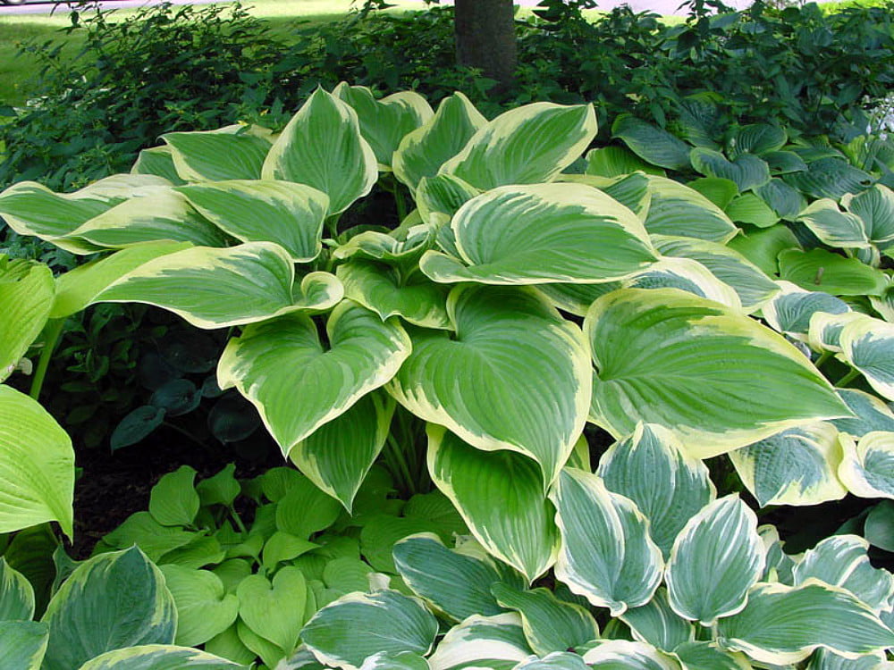 Victory Hosta - Hosta of the Year for 2015 - Quart Pot