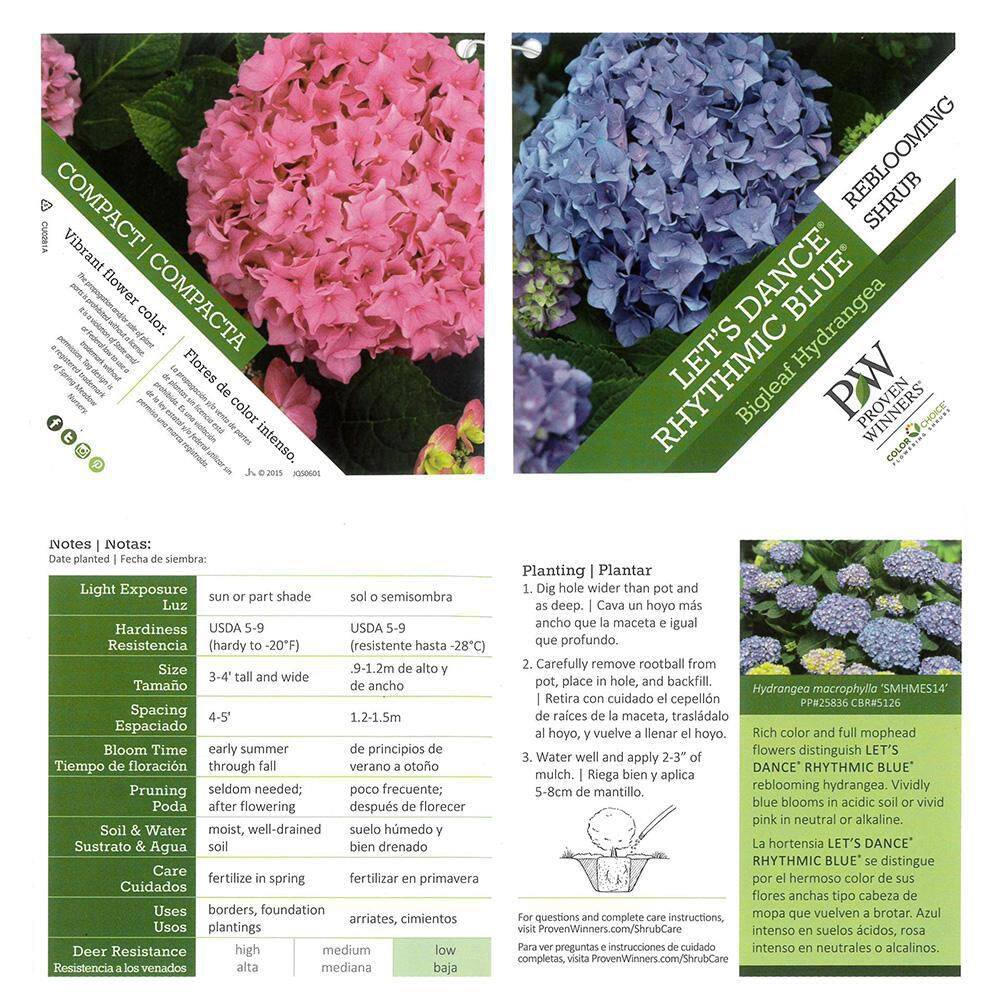 PROVEN WINNERS 2 Gal. Let's Dance Rhythmic Blue Hydrangea Shrub with Blue and Pink Flowers 14439