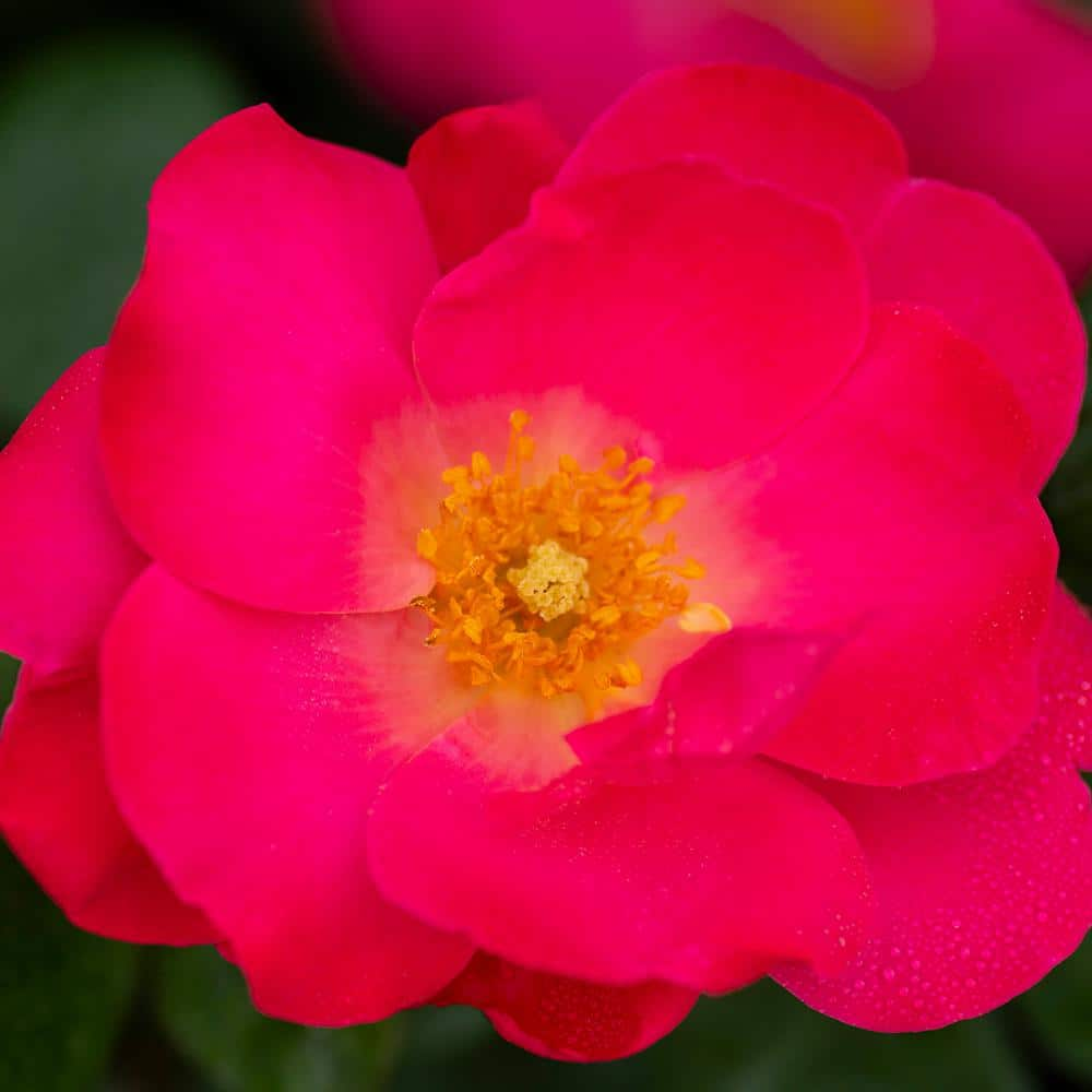 BLOOMABLES 2 Qt. Bloomables Brick House Pink Rose Bush with Fluorescent Pink Flowers in Stadium Pot 84602