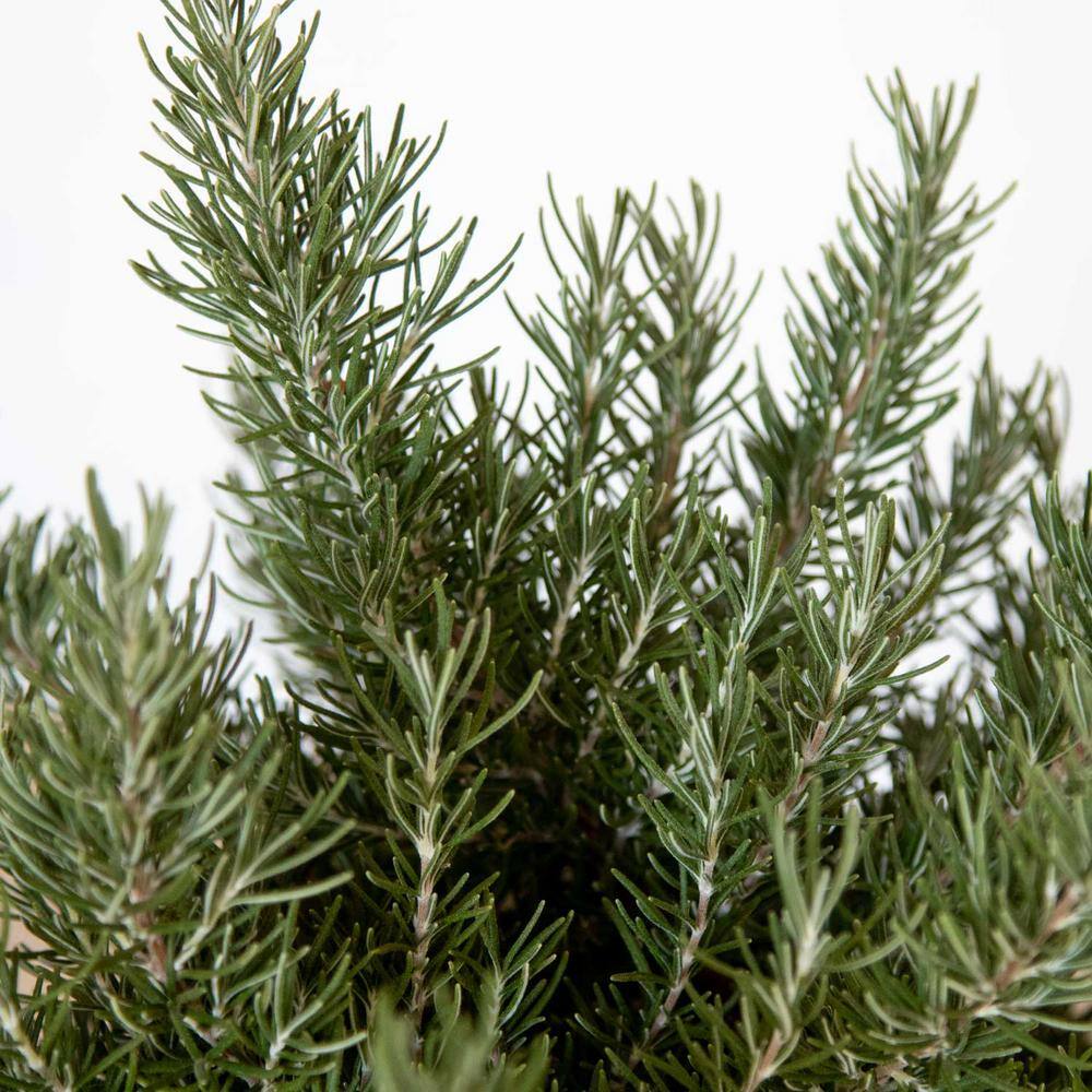 SOUTHERN LIVING 1.5 Gal. Chef's Choice Rosemary - Live Potted Herb Plants 74542