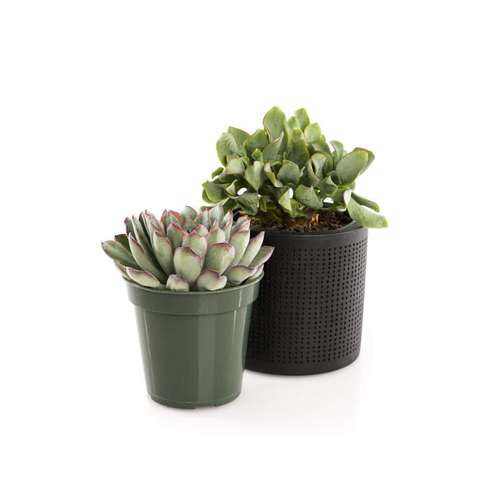 4 in. Assorted Succulent Set in Black Dot Pot (2-Pack) SUCCLYAS39CMSBD