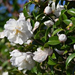 national PLANT NETWORK 3 gal. Camellia Mine No Yuki Shrub with White Flowers HD1656