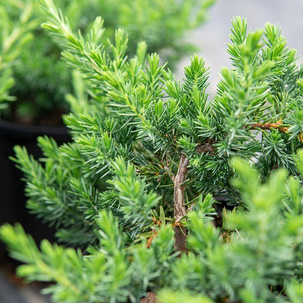 Perfect Plants 1 Gal. Blue Pacific Juniper Shrub in Grower's Pot Highly Pest Resistant Ground Cover THD00558