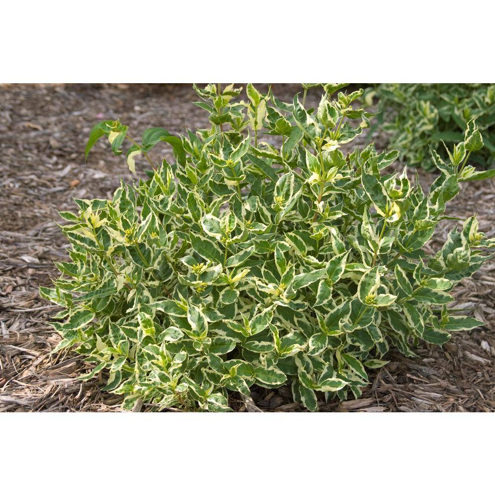 FIRST EDITIONS 2.0 Gal. Cool Splash Dwarf Bush Honeysuckle (Diervilla) Live Shrub with Variegated Foliage Bright Yellow Flowers O53022F