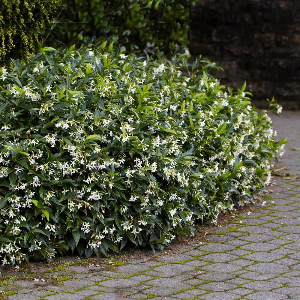 Star Jasmine