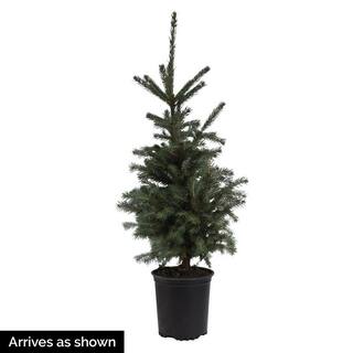 Spring Hill Nurseries 2.25 Gal. Pot Black Hills Spruce Potted Evergreen Tree (1-Pack) 94409