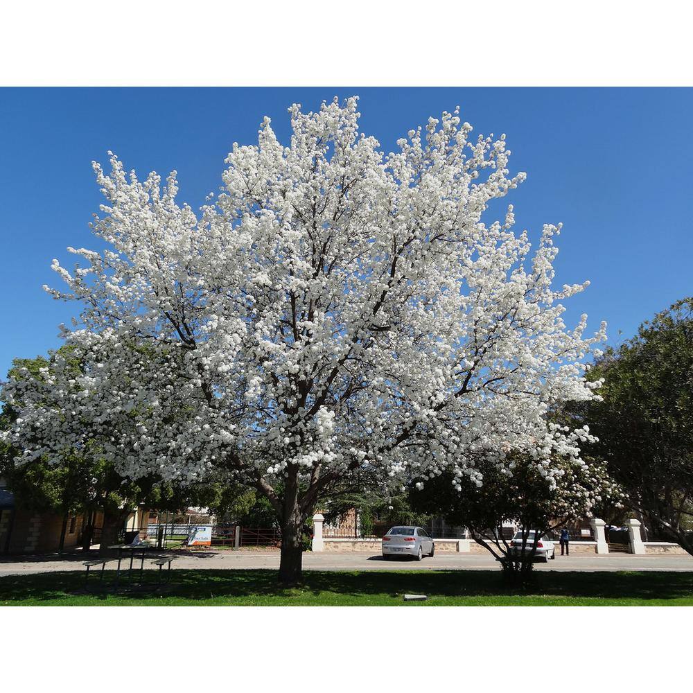 Online Orchards Cleveland Select Flowering Pear Tree Bare Root FLPR001