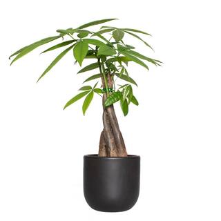 national PLANT NETWORK 5 in. Braided Money Tree Plant in a 4 in. Semi Matte Black Grant Container (1-Piece) HD4697