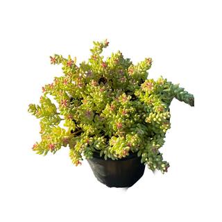 Cesicia 5 Stonecrop Sedum Plants in 5 Separate in. Pots (5-Pack) W-FXO-95