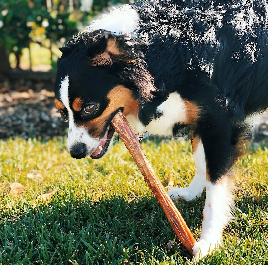 Nature Gnaws Jumbo Bully Sticks 11 - 12\