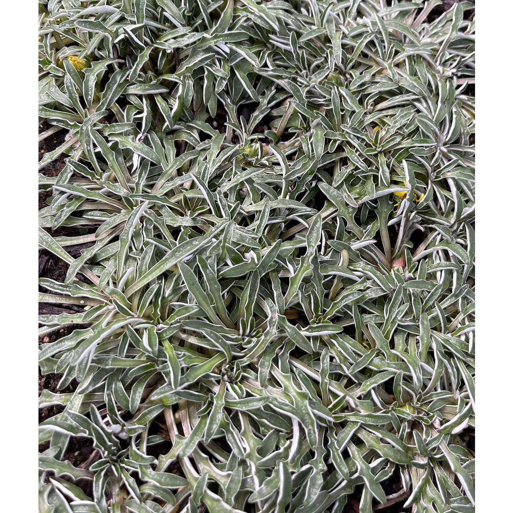 Zeus  Ruta Silver Carpet Plants Xeriscape Pet-Safe Spreading in Pots (1-Pack) W1011-SC1