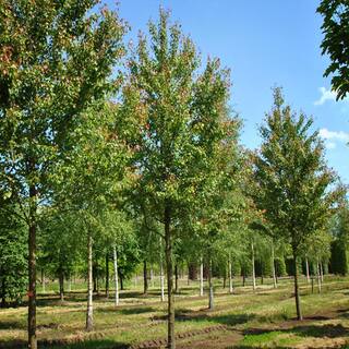 1 Gal. Summer Red Deciduous Maple Tree MAPSUM01G