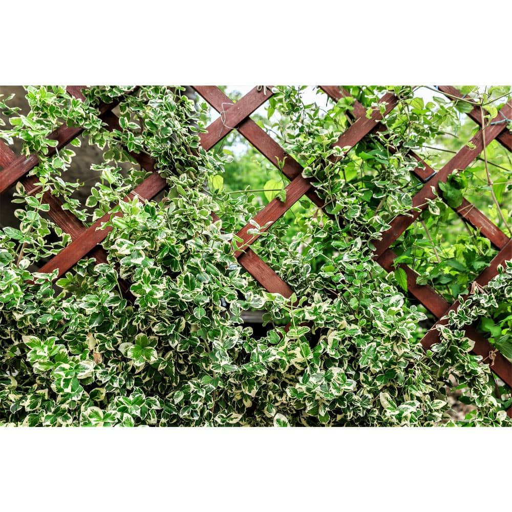 Online Orchards 1 Gal. Silver Queen Euonymus Shrub With Silver Variegated Evergreen Foliage SBEU006