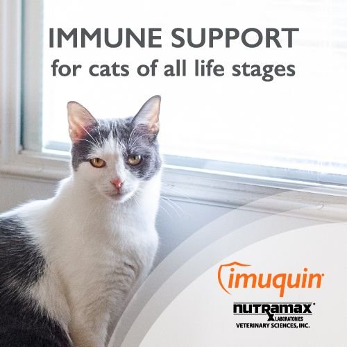 Nutramax Imuquin Powder Packets With Beta Glucans， Marine Lipids， Vitamins and Minerals Immune Health Supplement for Cats