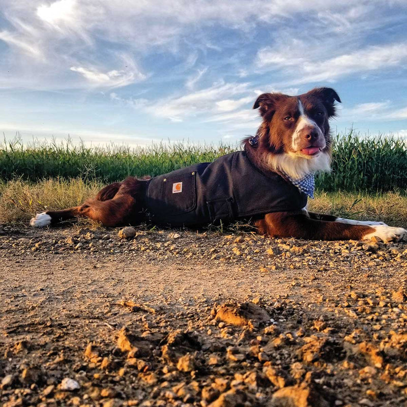 Carhartt Hunting\/Tech Dog Chore Coat