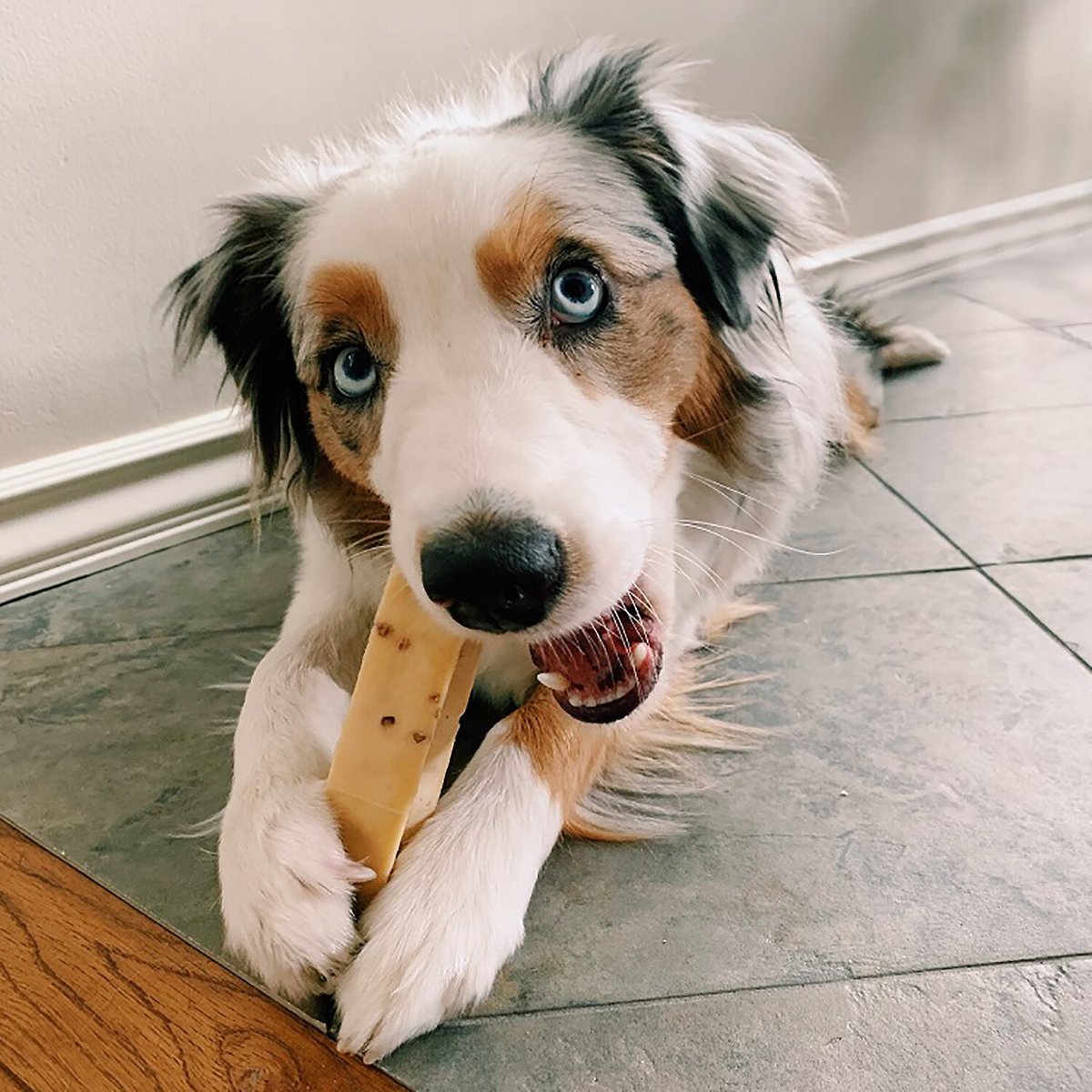 Himalayan Pet Supply Medium Peanut Butter Dog Treat