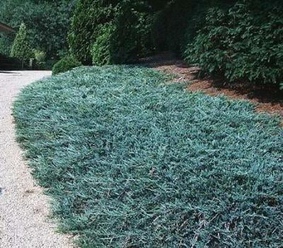 Classy Groundcovers - Blue Rug Juniper Creeping Juniper {25 Pots - 3 1/2 inch Square}