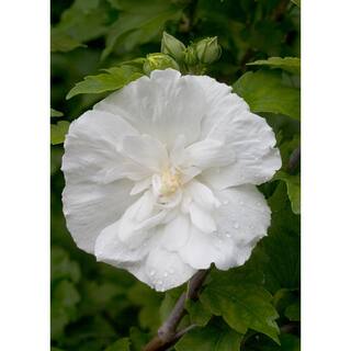 PROVEN WINNERS 4.5 in. qt. White Chiffon Rose of Sharon (Hibiscus) Live Shrub White Flowers HIBPRC2017800