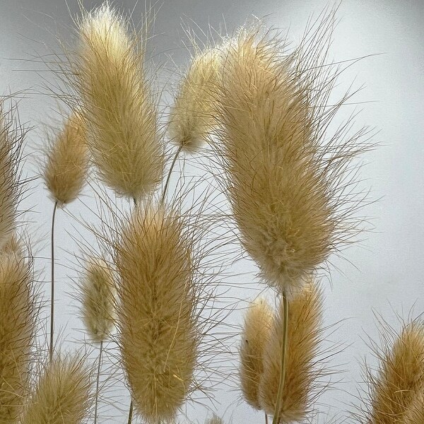 Bundle of 4 Bunch Dried Bunny Tails Grass2024 apx 1 oz