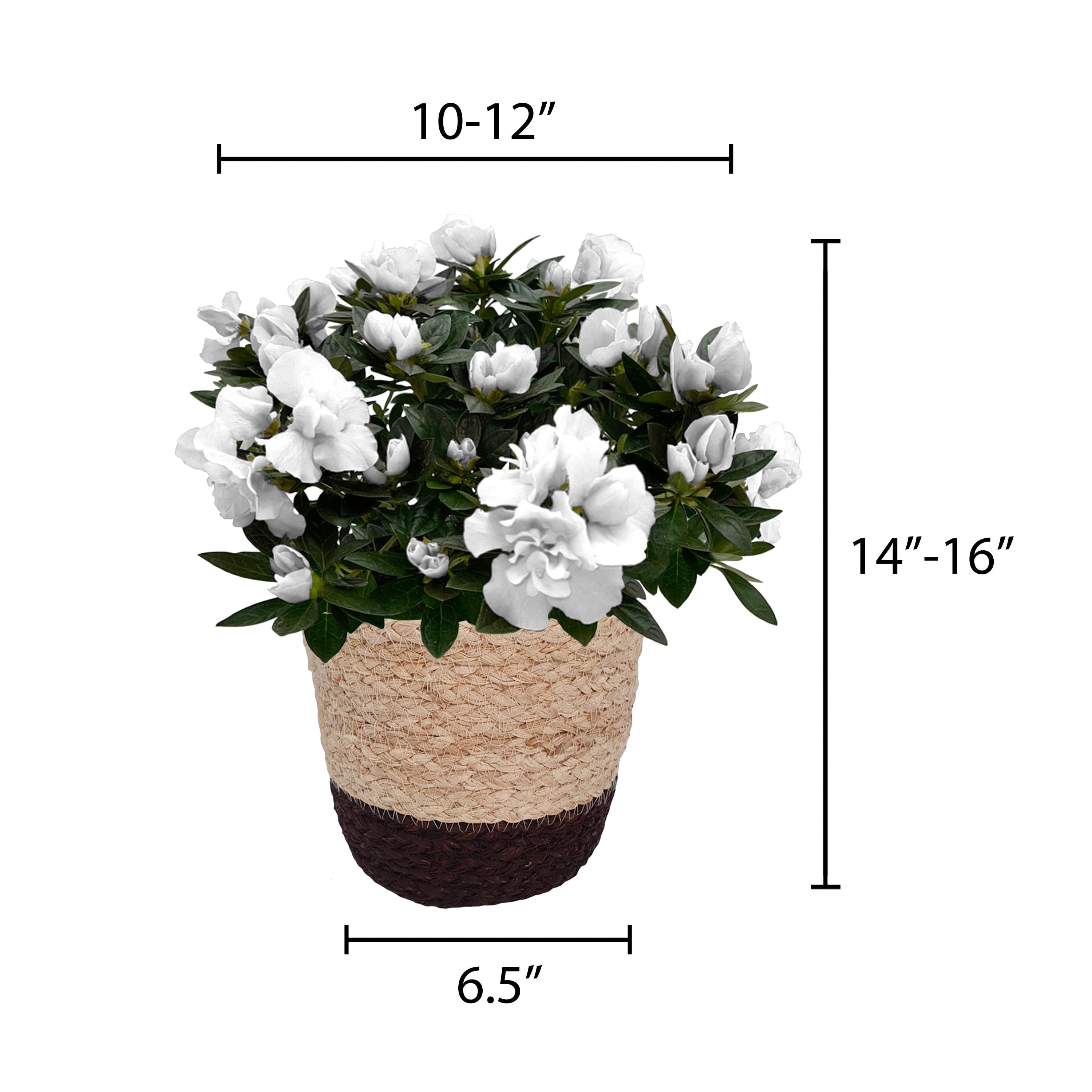 Better Homes and Gardens 6-Inch Assorted Mother's Day Azalea Live Plant with Decorative Pot