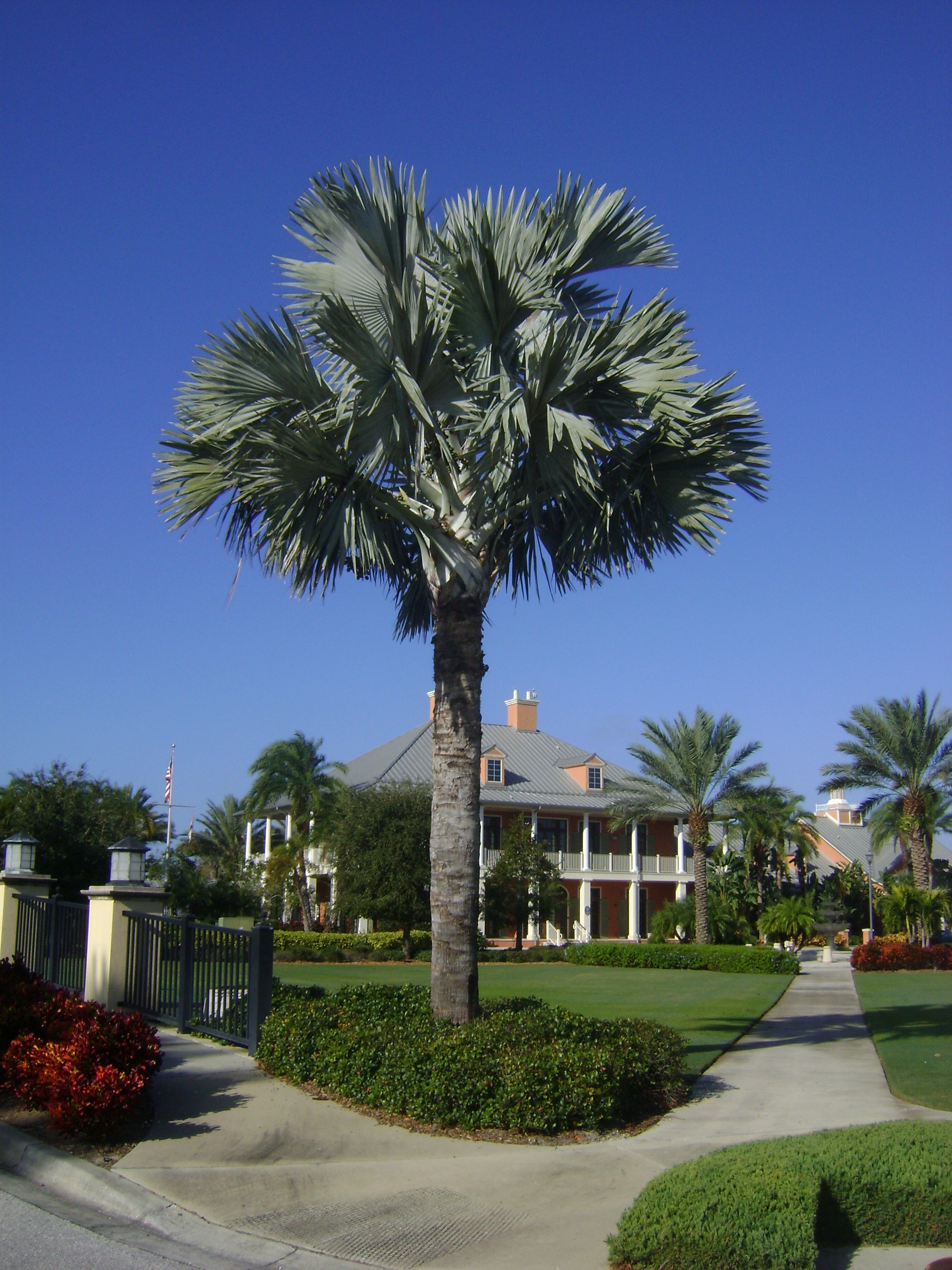 Wekiva Foliage - Silver Bismarck Palm - Live Plant in a 5 Gallon Pot - Bismarckia Nobilis - Full Sun - Rare Palms of Florida