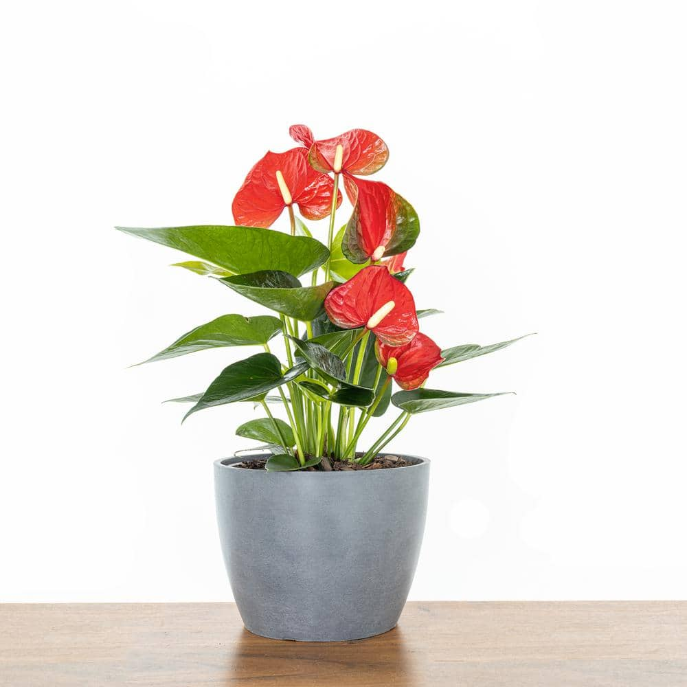 United Nursery Live Red Anthurium Houseplant in 6 in. White Eco-Friendly Sustainable Decor Pot ANTRED6SHPW