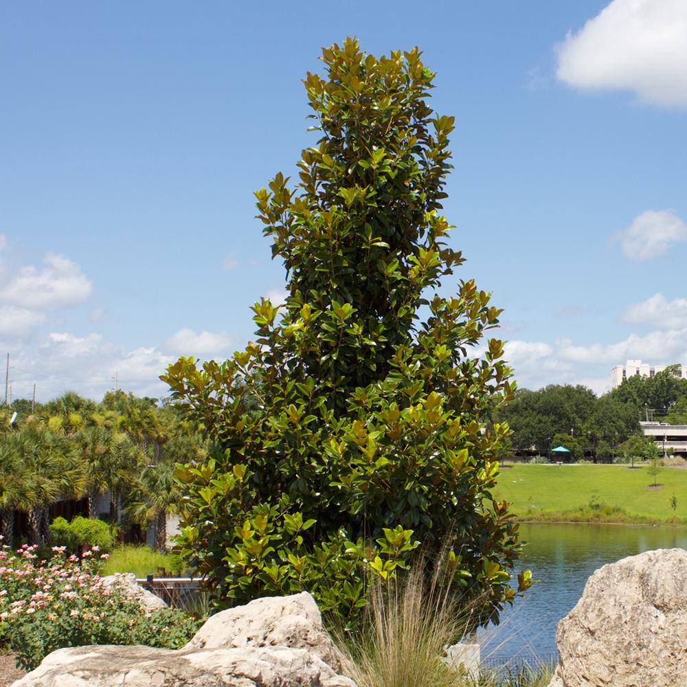Perfect Plants 2.3 ft. Tall 1 Gal. Little Gem Magnolia Tree Large Fragrant Southern Magnolia Blooms THD00609