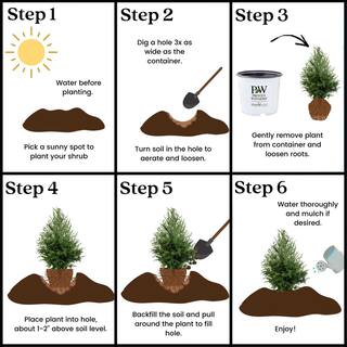 PROVEN WINNERS 2 Gal. Cedar Rapids Cypress Shrub 18320