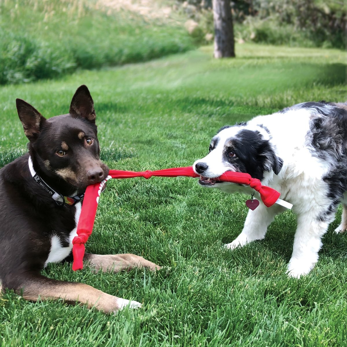 KONG Signature Crunch Rope Double Dog Toy