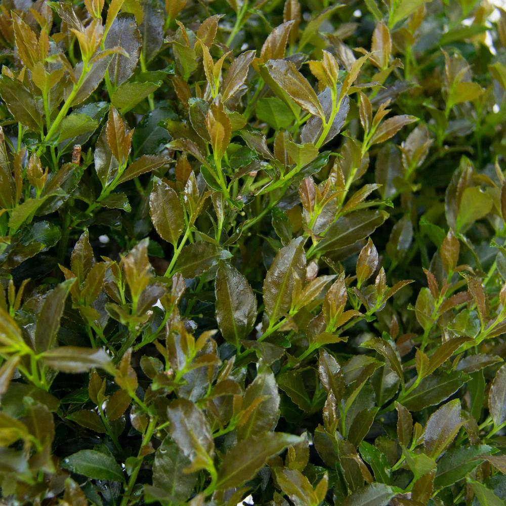 Vigoro 2 Gal. Bullseye Japanese Holly (Ilex) Live Plant Rounded Growth Habit Glossy Foliage Burgundy New Growth 11229