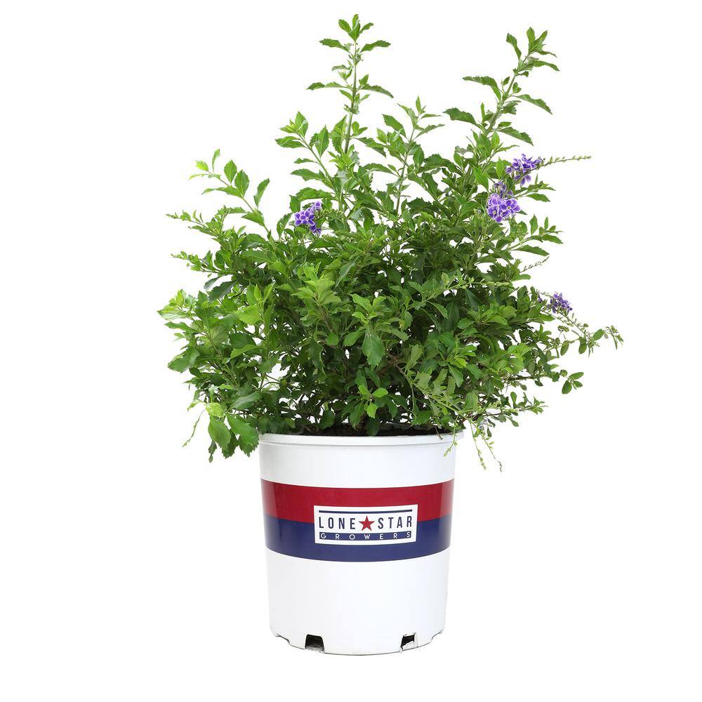 ALTMAN PLANTS Lone Star Growers 8 qt. Skyflower shrub (Duranta Erecta Sweet Memories) Purple blooms 0872605