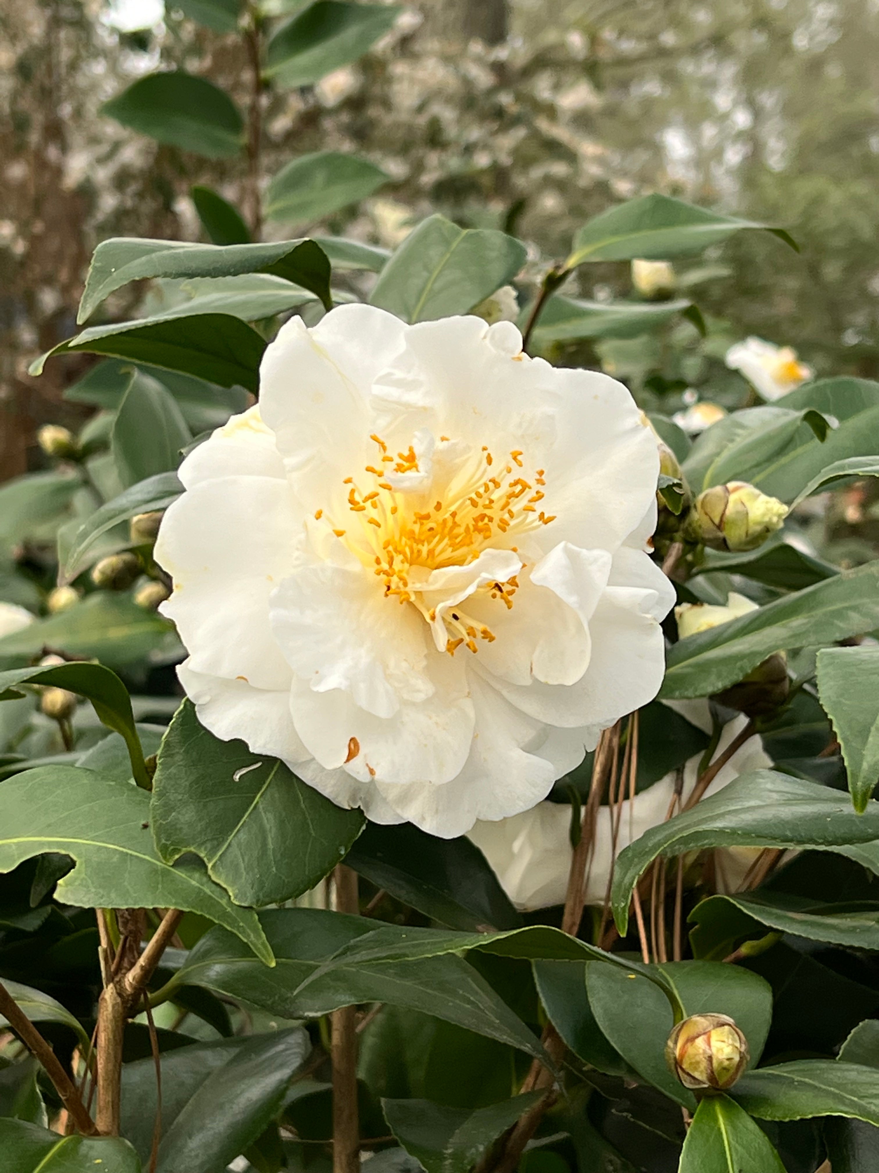 Camellia 'Victory'-Showy White Blooms