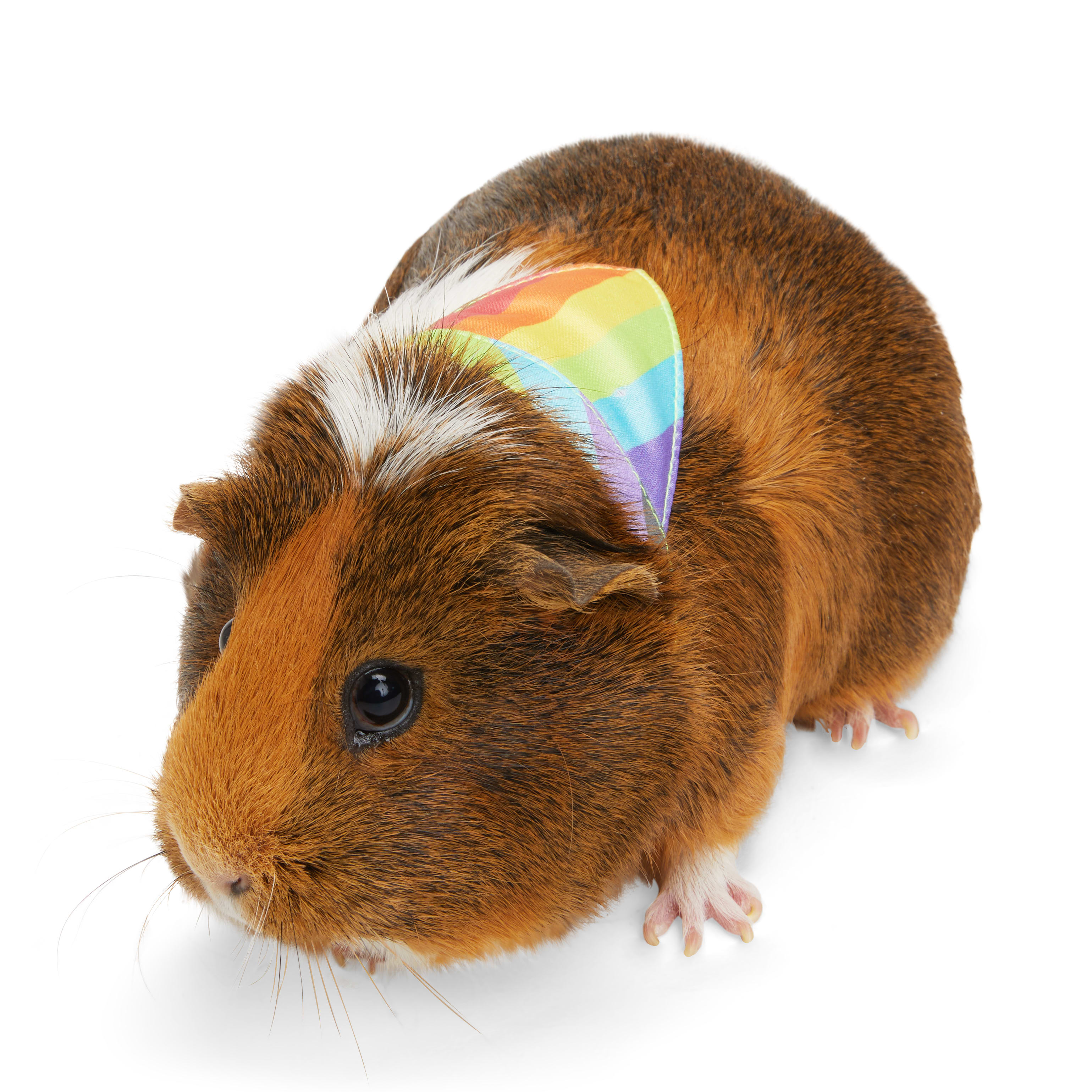 YOULY Guinea Pig Pride Bandana