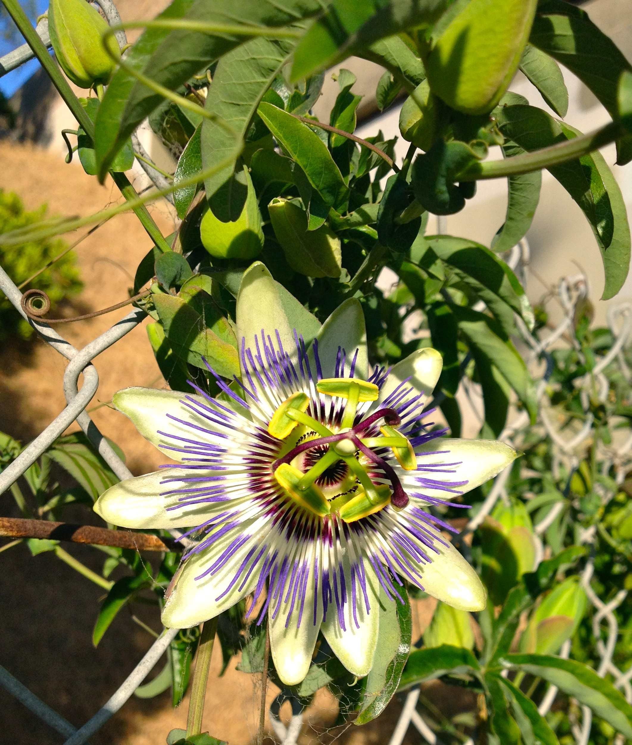 Passion Fruit Plant - Live Plants in a 6 inch Growers Pot - Edible Fruit Bearing Vine for The Patio and Garden