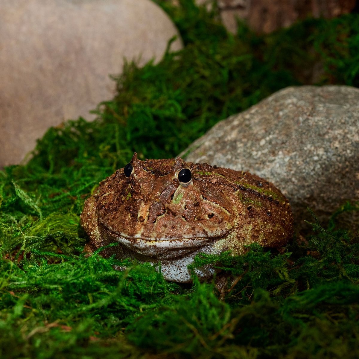 Frisco Terrarium Sphagnum Moss Reptile Bedding