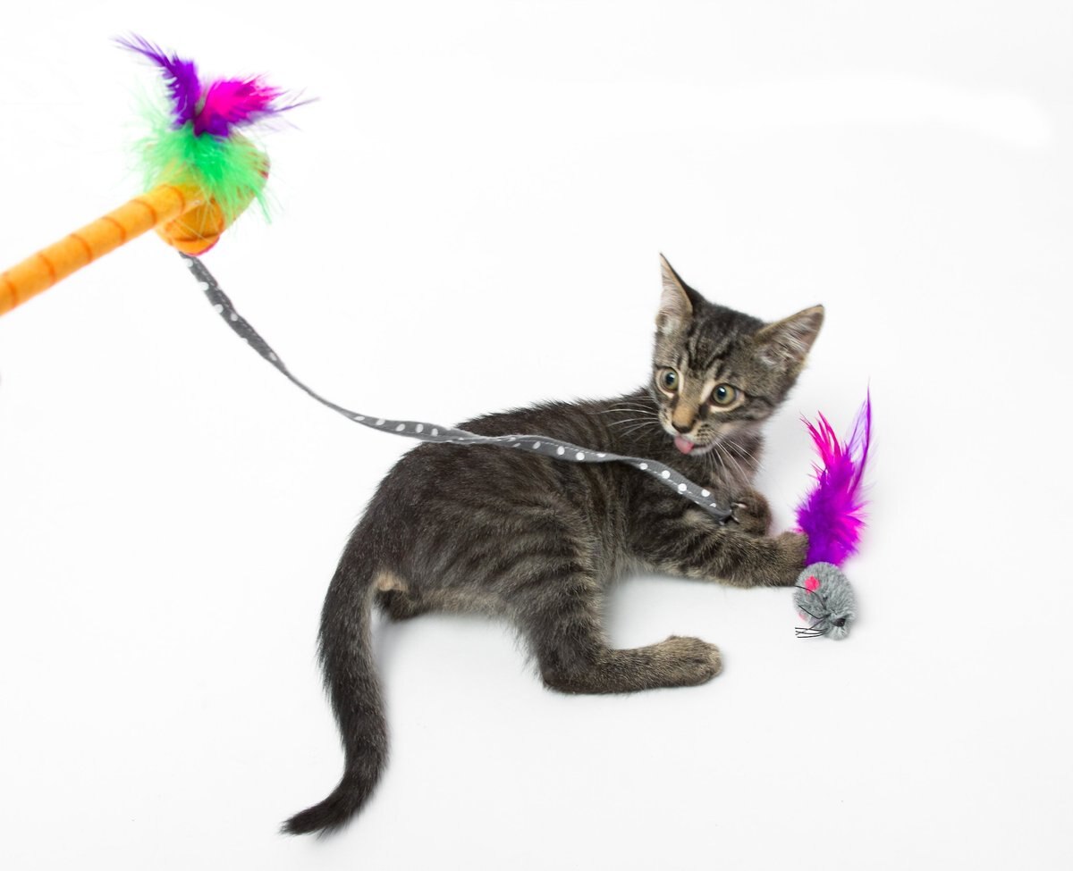 Hartz Just For Cats Twirl and Whirl Cat Wand Toy with Catnip， Color Varies