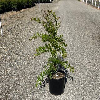 Alder  Oak #5 Container Parfianka Deciduous Pomegranate Tree POPA05