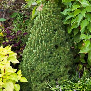 Spring Hill Nurseries 3 Gal. Pot Alberta Dwarf Spruce (Picea) Live Potted Evergreen Shrub (1-Pack) 87489