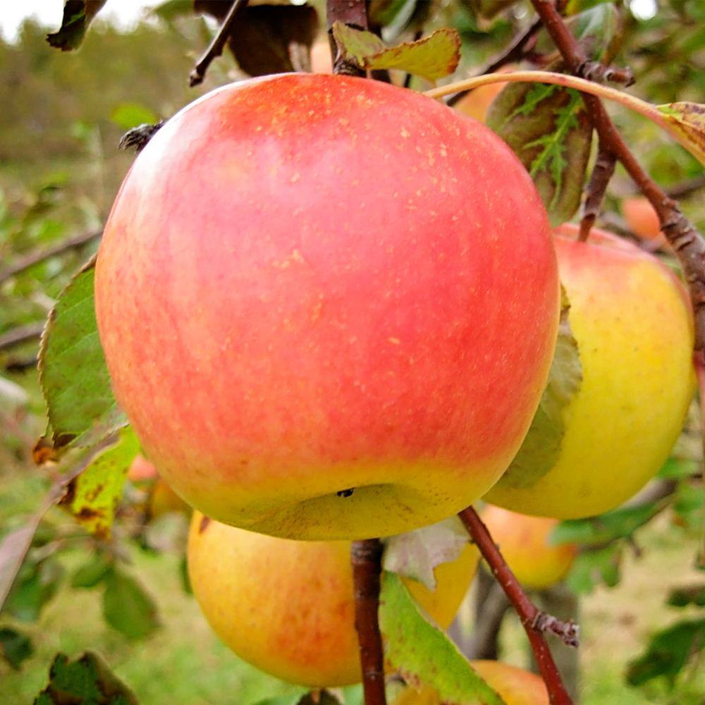 1 Gal. Suncrisp Apple Tree APPSUN01G