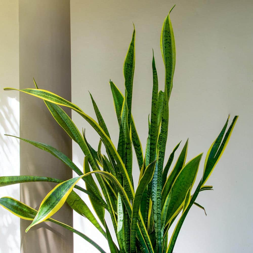 national PLANT NETWORK 6 in. Sanseveria Laurentii Snake Plant in 7 in. Semi Matte Stone Hyde Container HD4700