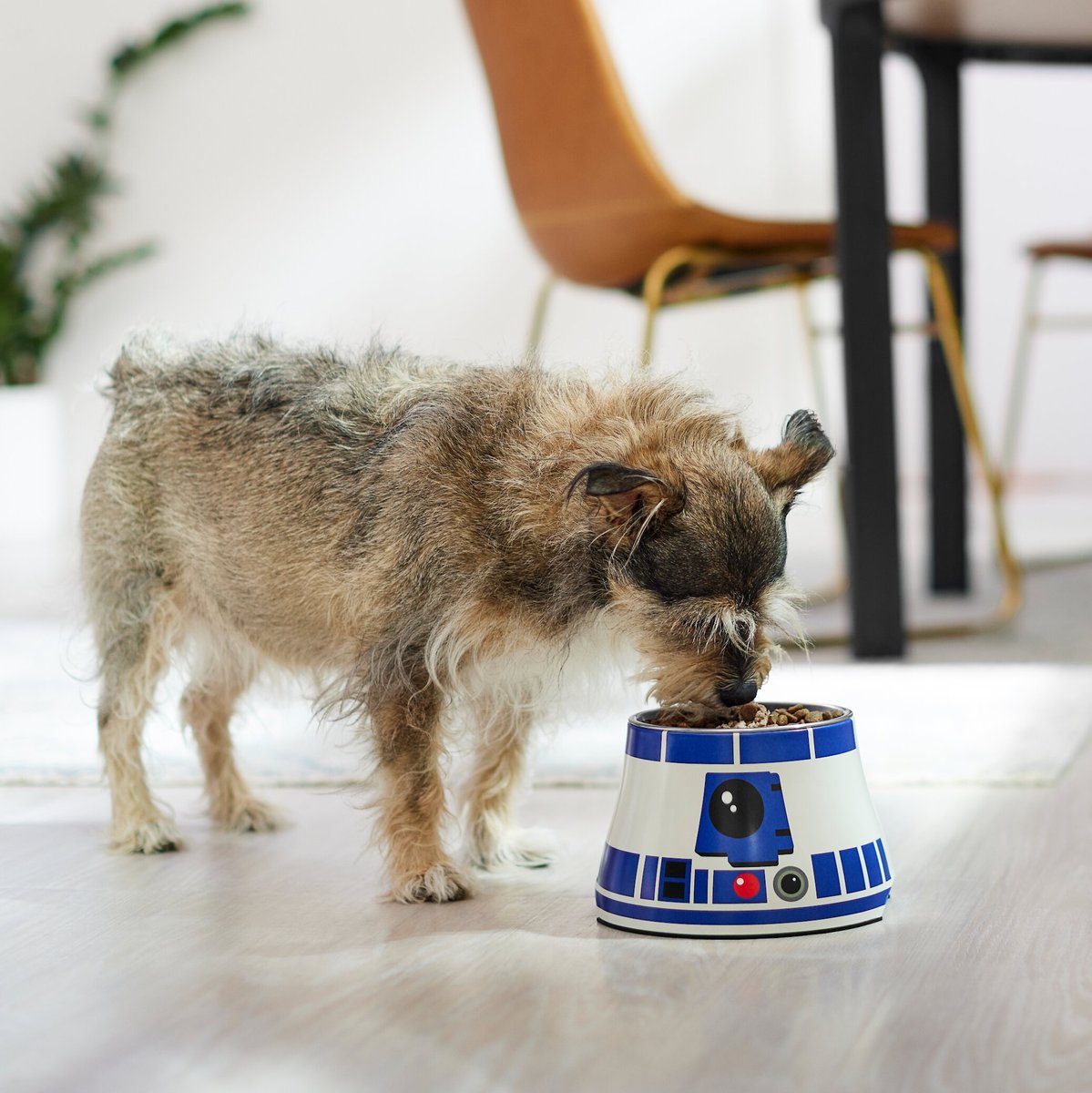 STAR WARS R2-D2 Elevated Melamine Stainless Steel Dog and Cat Bowl， 1.5 Cup