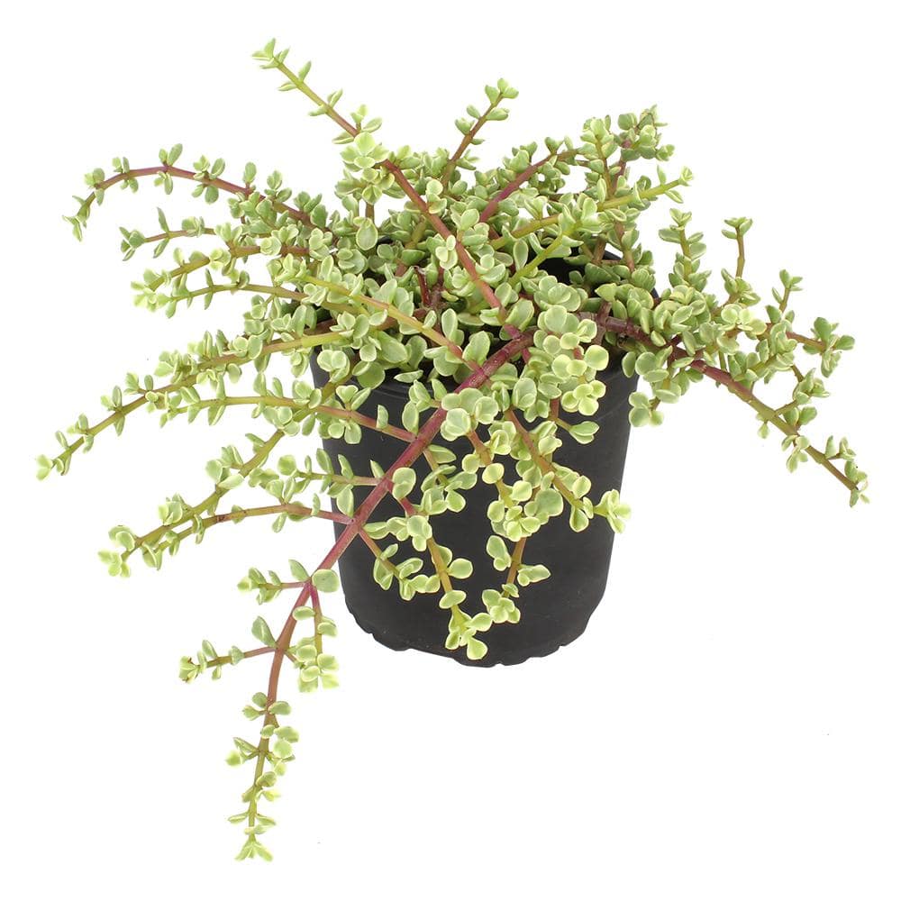 SMART PLANET 1 Gal. Portulacaria Afra Variegata Succulent Plant 0880066