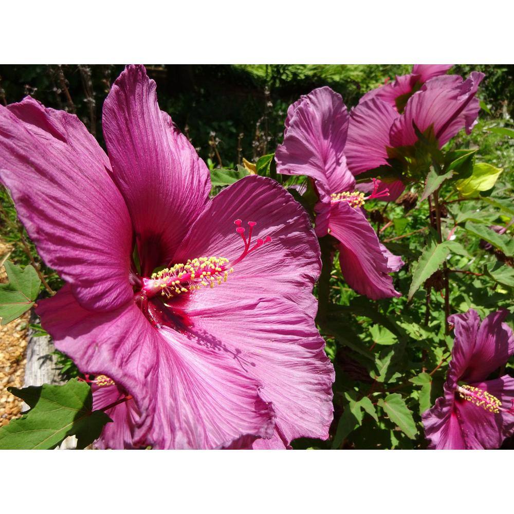 SEASON TO SEASON 1 Gal. Summer Spice with Purple Blooms Plumb Flambe Hibiscus Plant 18061