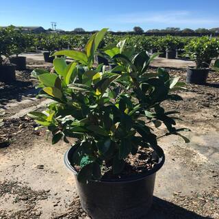 3 Gal. Sweet Viburnum Shrub with White Flowers V465G3
