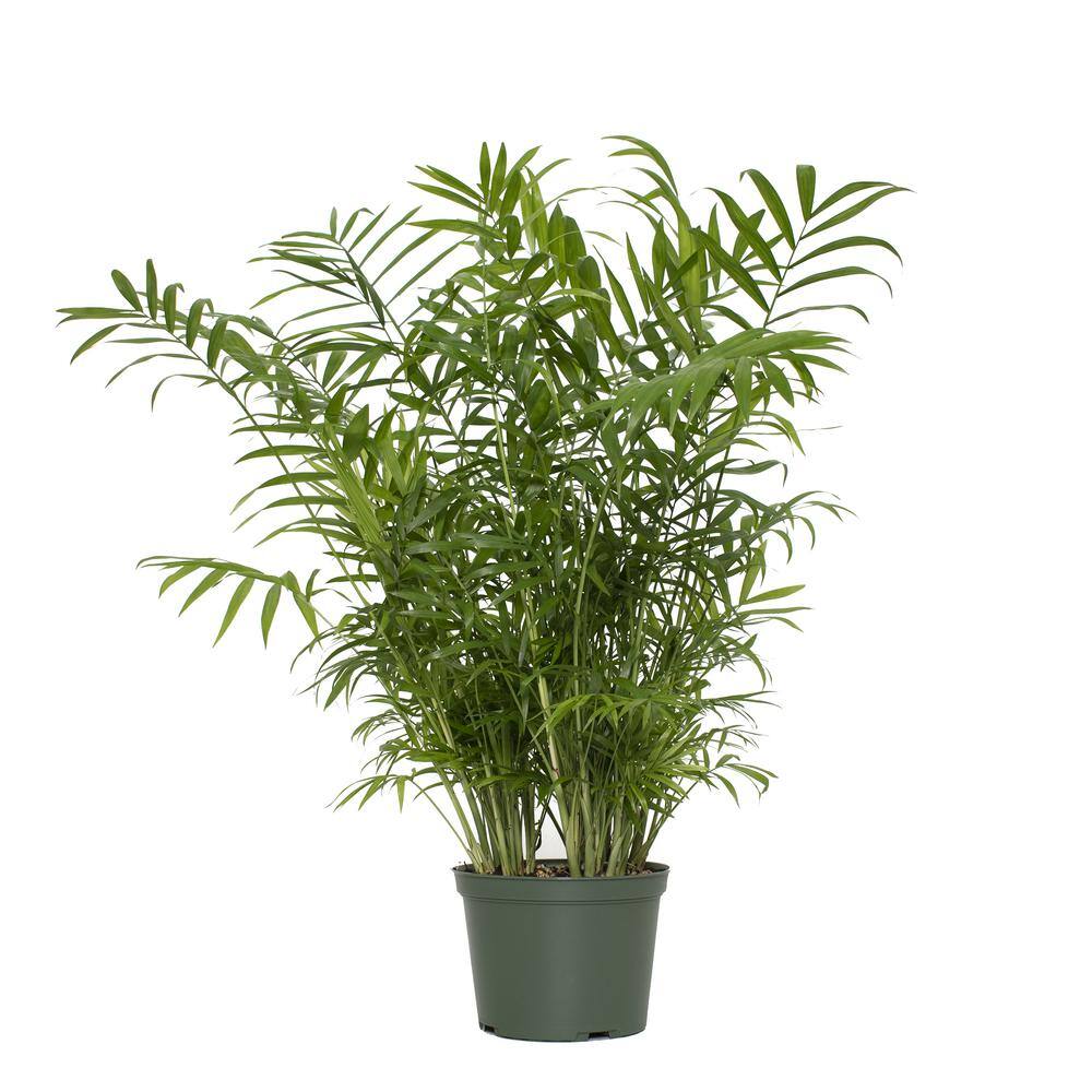 national PLANT NETWORK 6 in. Parlour Palm Plant HD7673