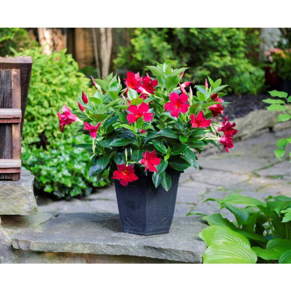 Rio 0.9 Gal. (#9) Patio Pot Dipladenia Flowering Annual Shrub with Red Blooms 1004124213